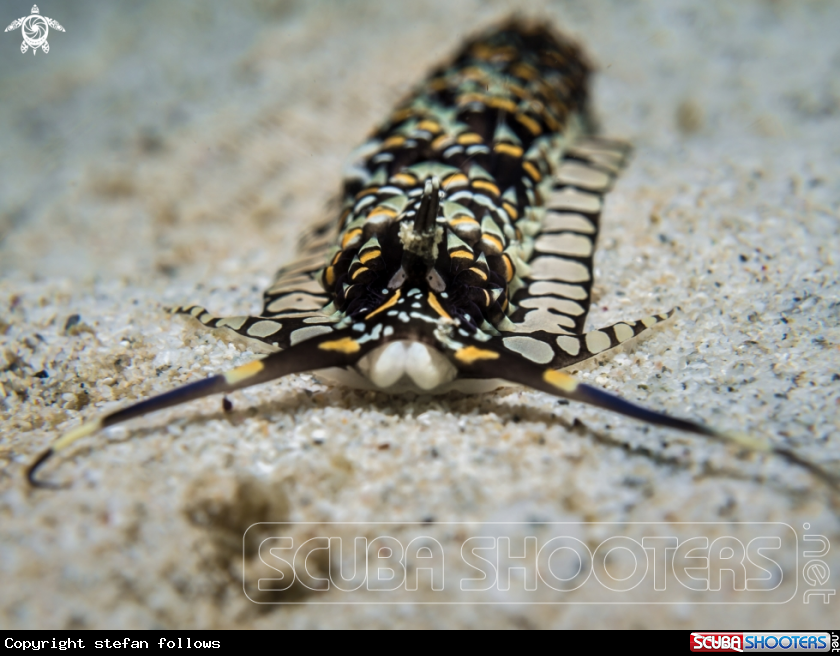 A Cerberilla ambonensis