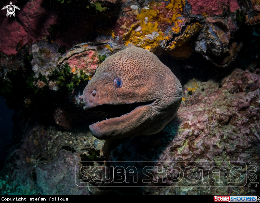 A Giant Moray