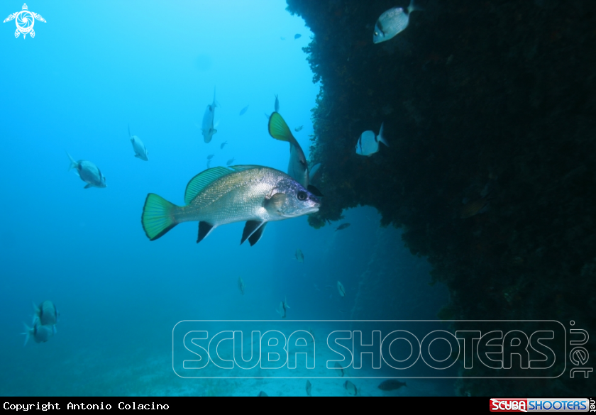 A Corvina