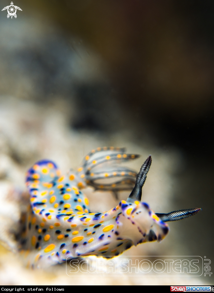 A Hypselodoris kanga