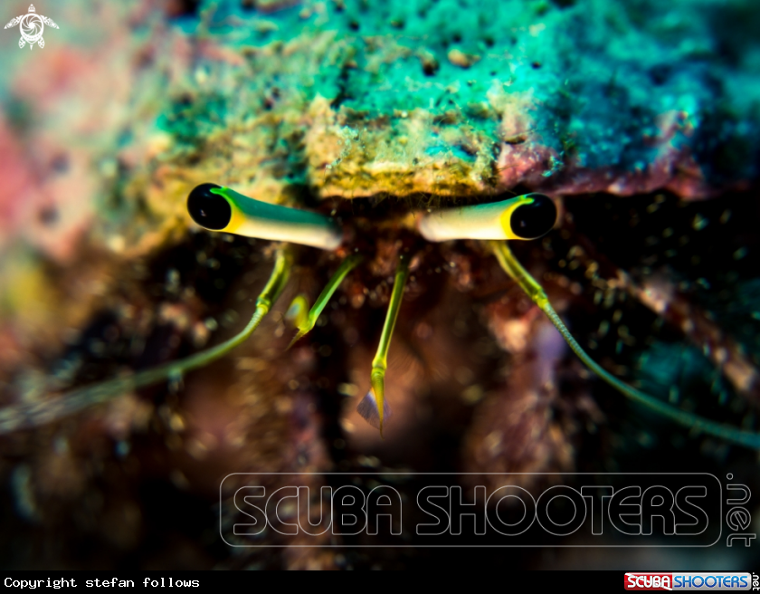 A Hermit Crab