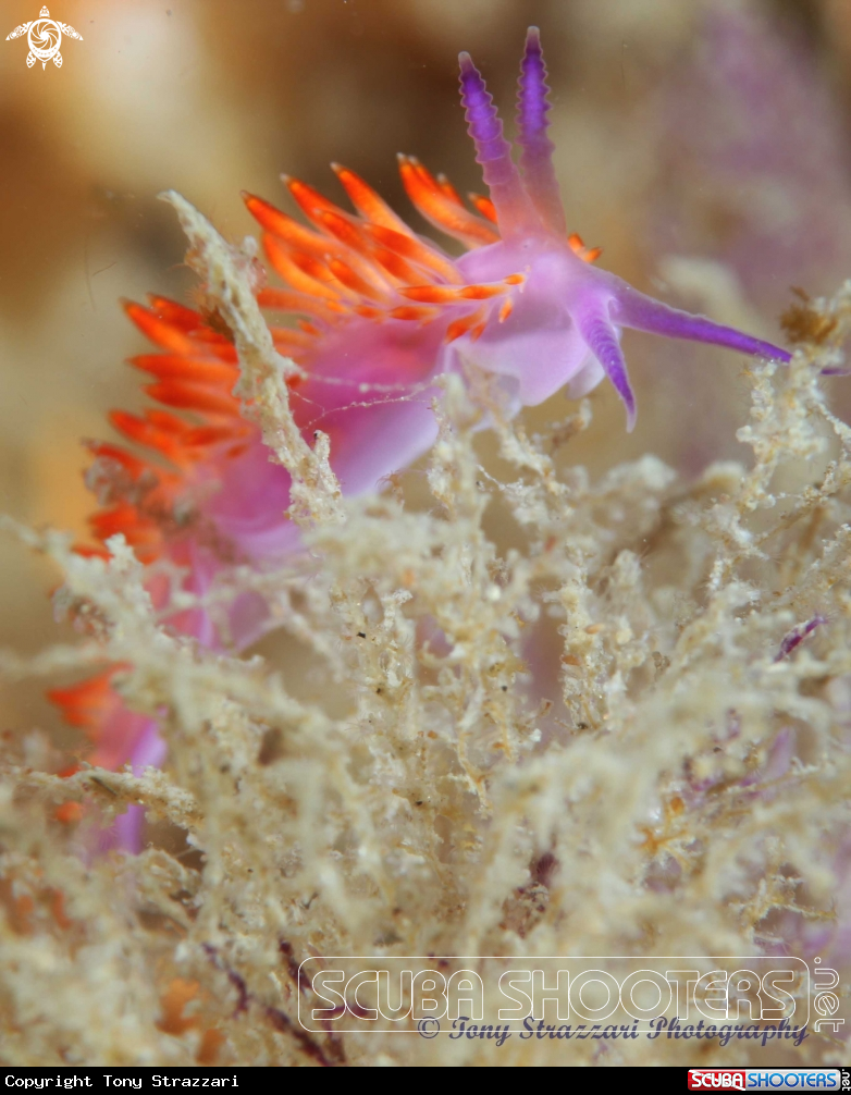 A Undescribed flabellina