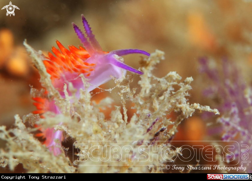 A Undescribed flabellina