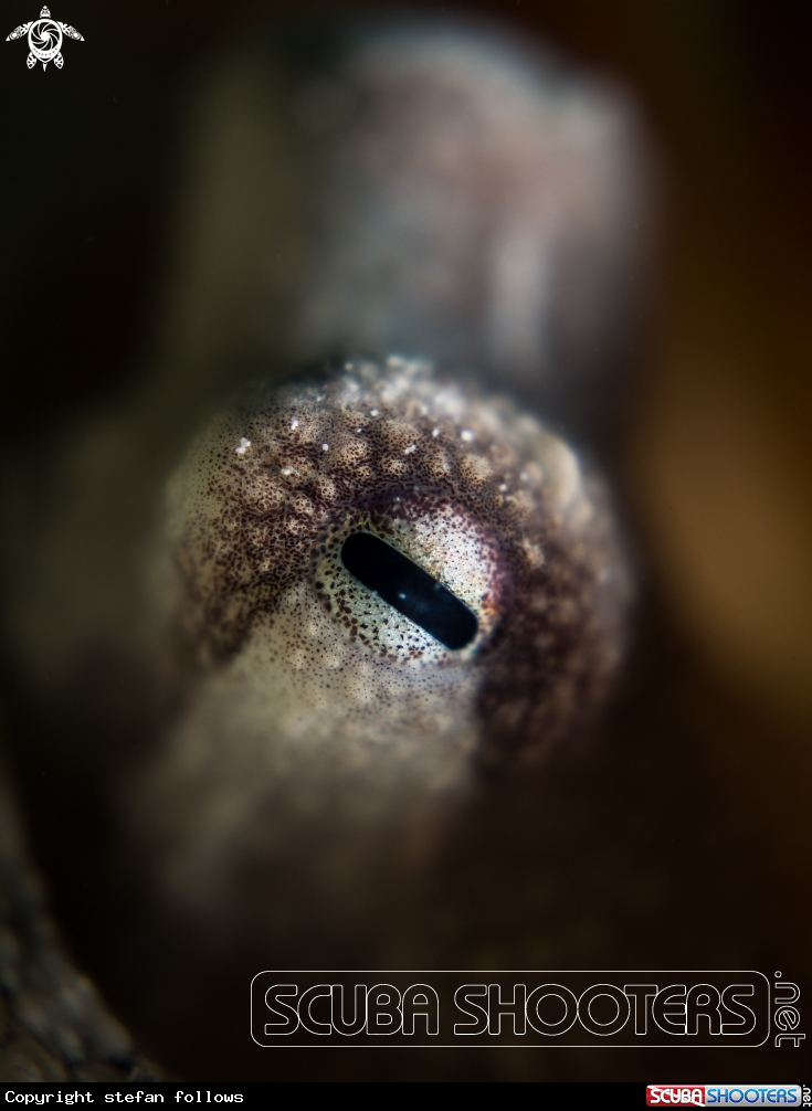 A Coconut Octopus