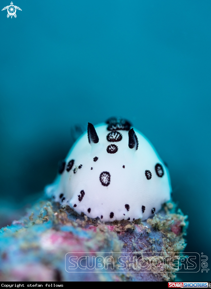 A Jorunna funebris