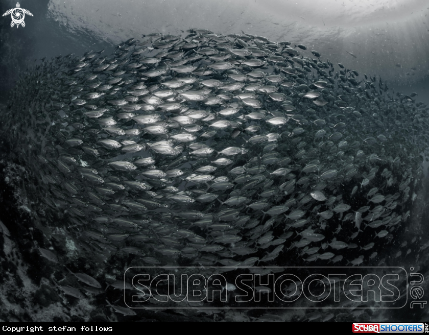 A Smoothtailed Trevally 