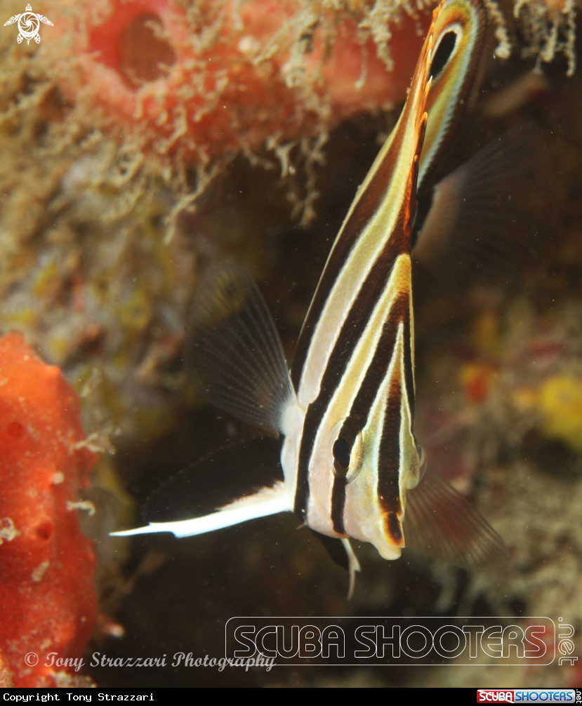 A Truncate coralfish