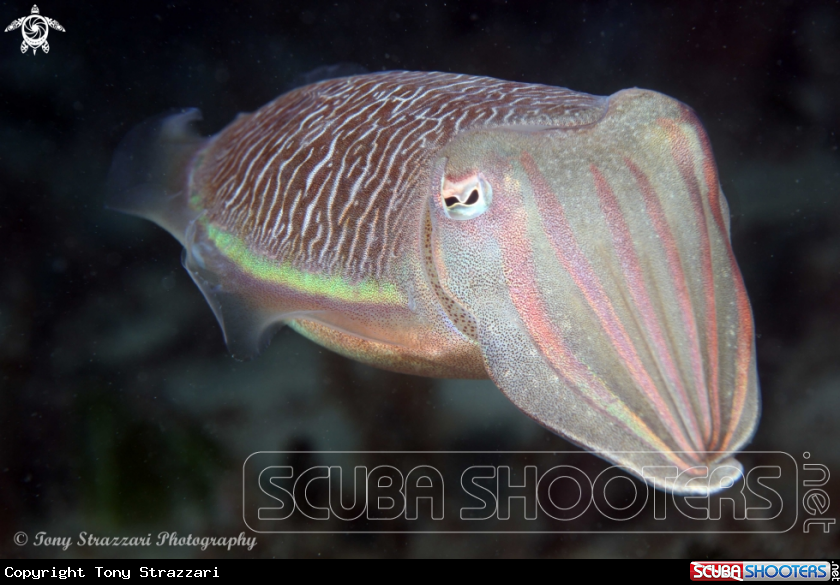 A Mourning cuttle
