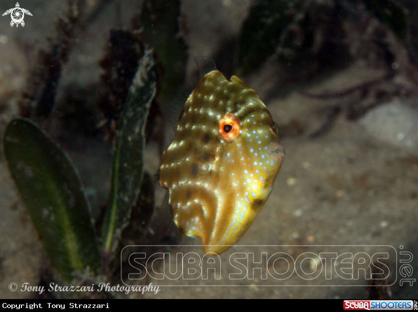 A Pygmy leatherjacket