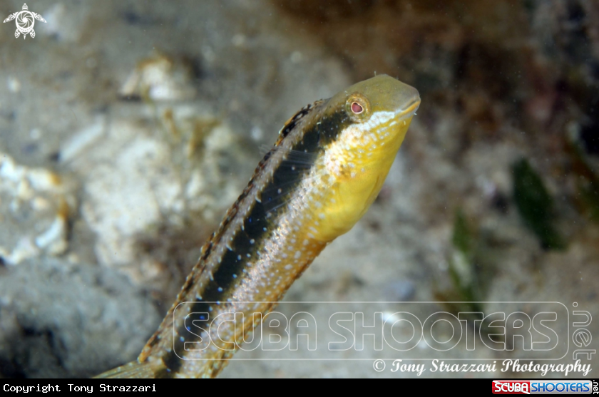A Hit & Run Fang Blenny