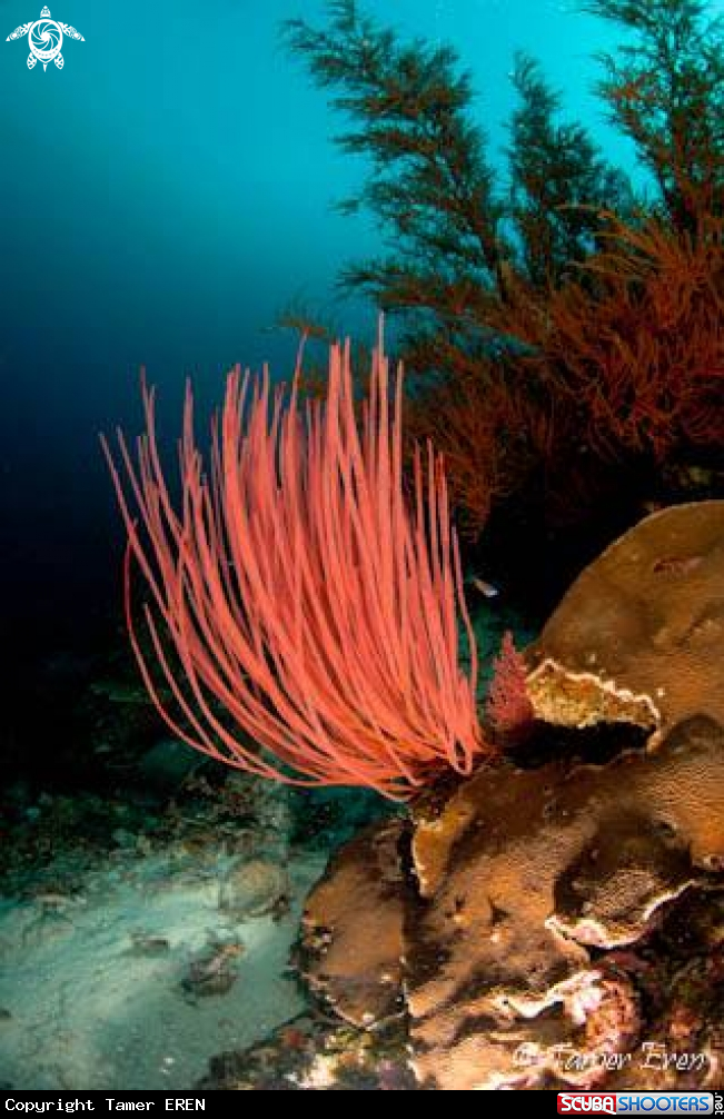 A Sea Whip Coral 