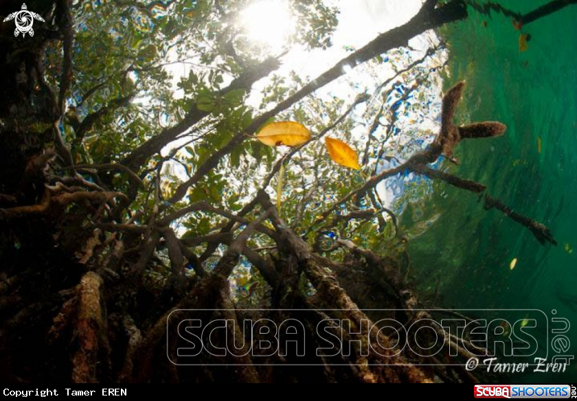 A Mangroves