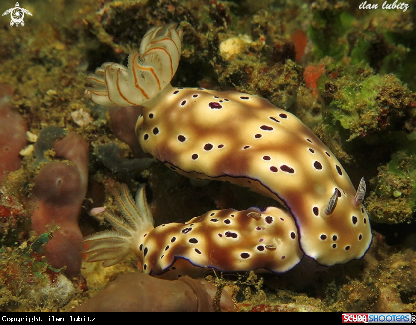 A nudibranch