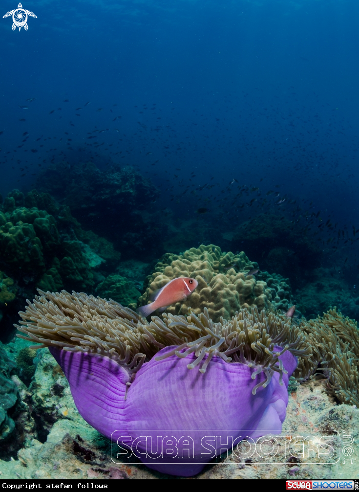 A Pink Anemonefish