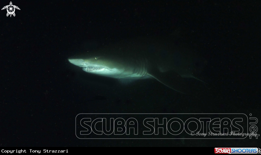 A Grey Nurse Shark (Sand Tiger, Ragged Tooth)