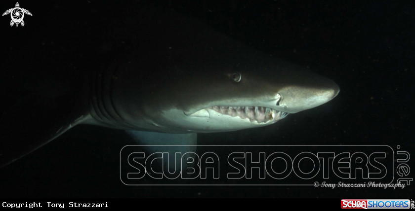 A Grey Nurse Shark (Sand Tiger, Ragged Tooth)