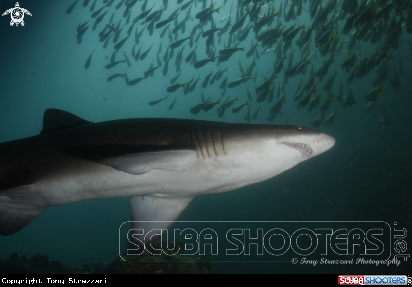 A Grey Nurse Shark (Sand Tiger, Ragged Tooth)