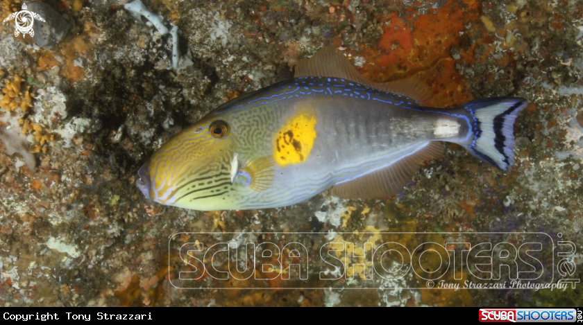 A Six Spined Leatherjacket