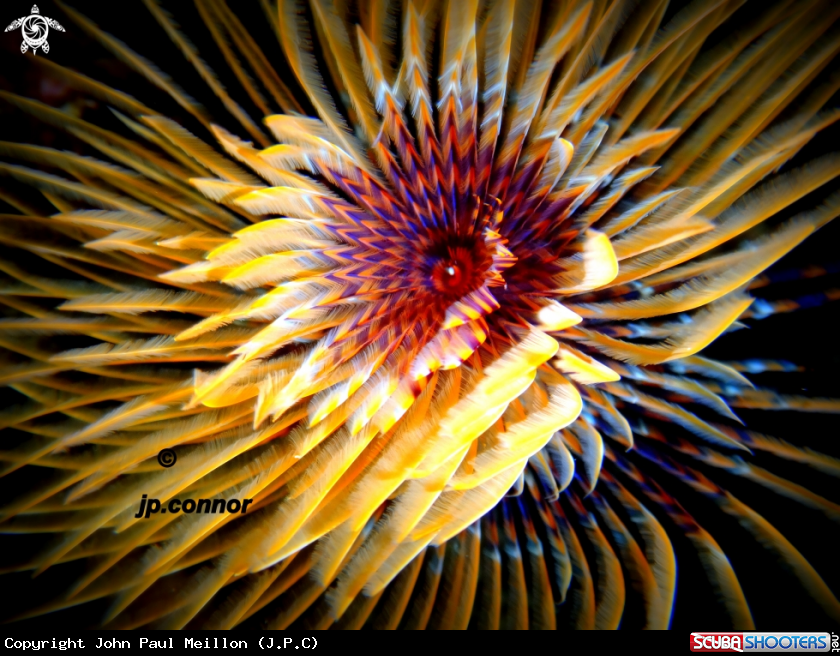 A Spirographe