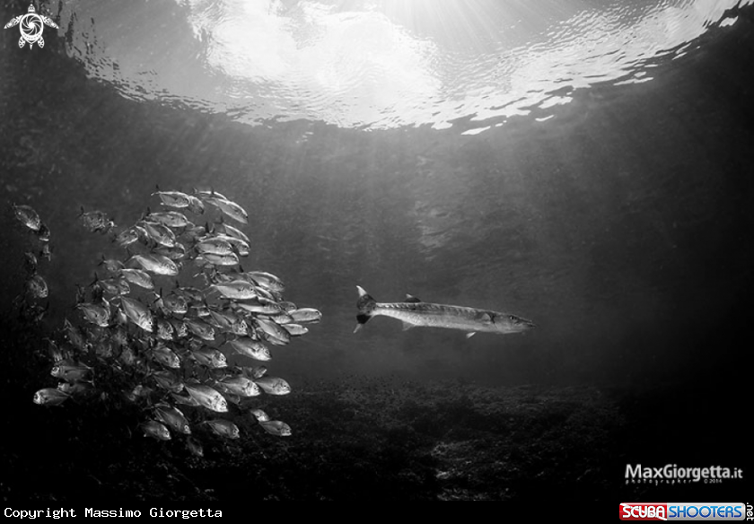 A barracuda