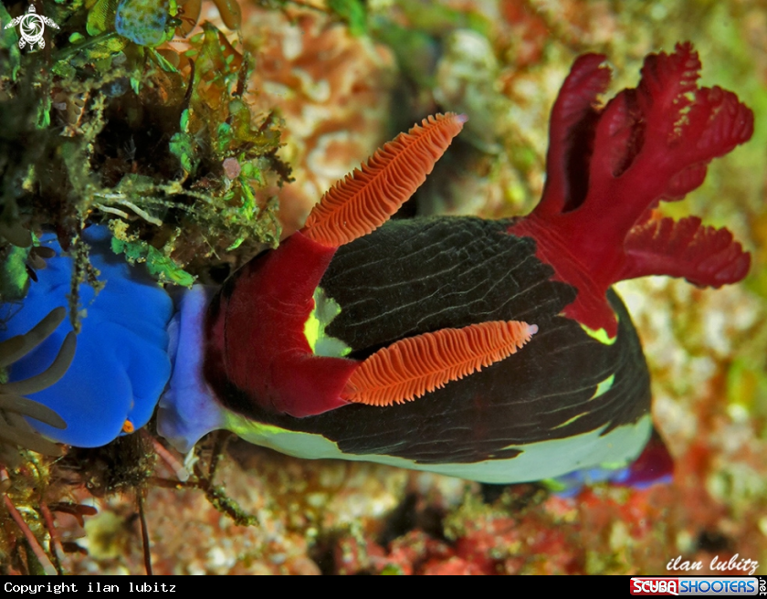 A nudibranch