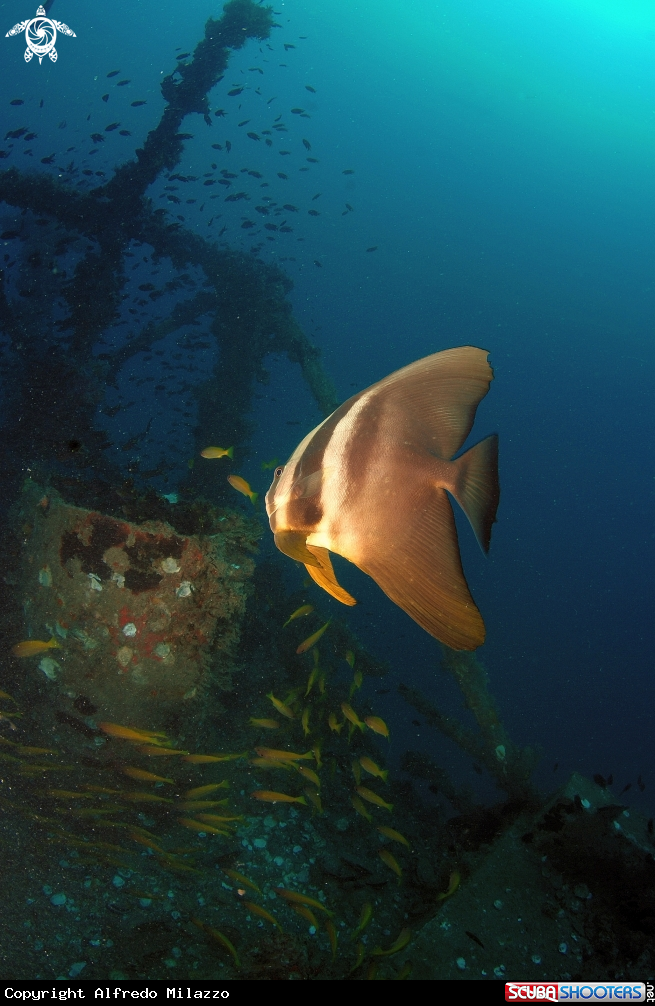 A Pesce Pipistrello