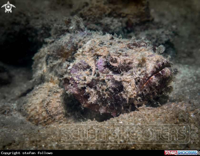 A Scorpionfish