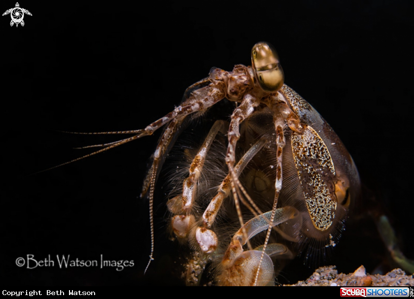 A Spearing Mantis Shrimp