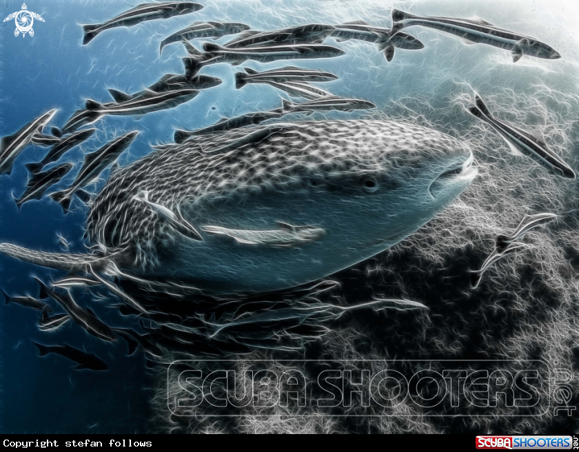 A Whale Shark