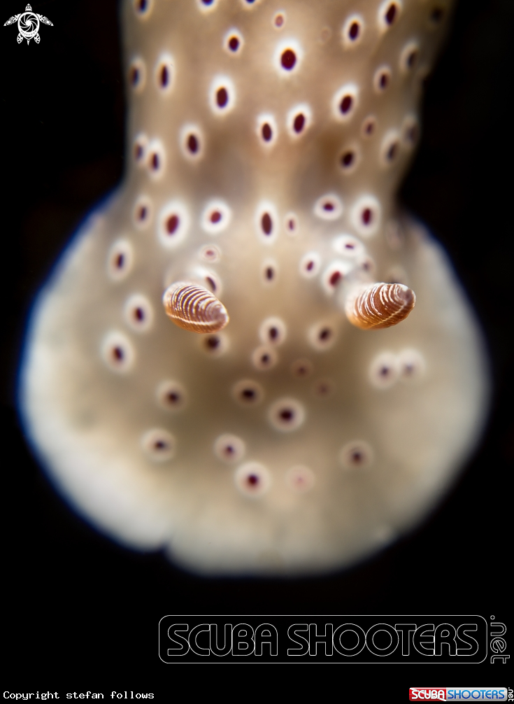 A Nudibranch