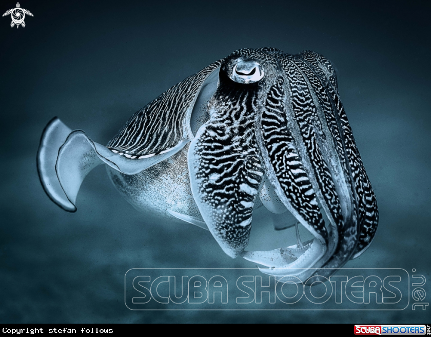 A Reef  Cuttlefish