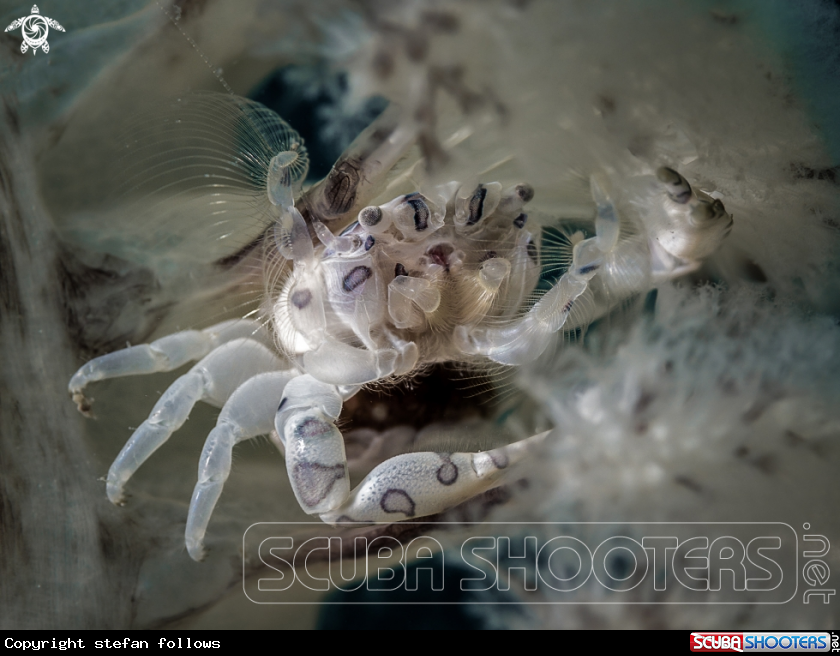A Pen Crab