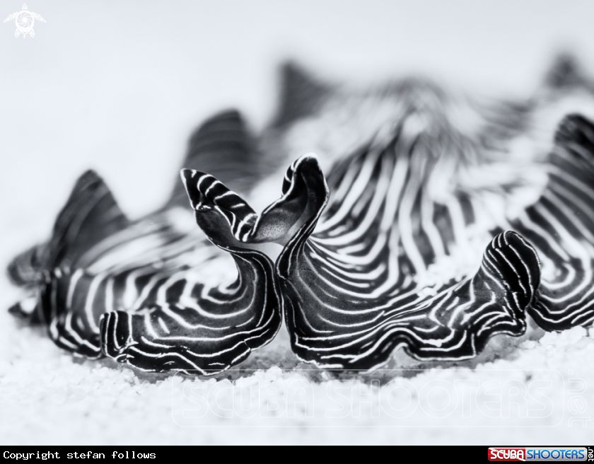 A Flatworm