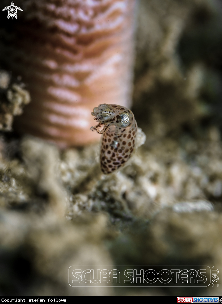 A Bigfin Reef Squid