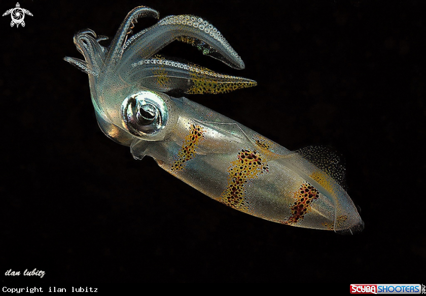 A squid
