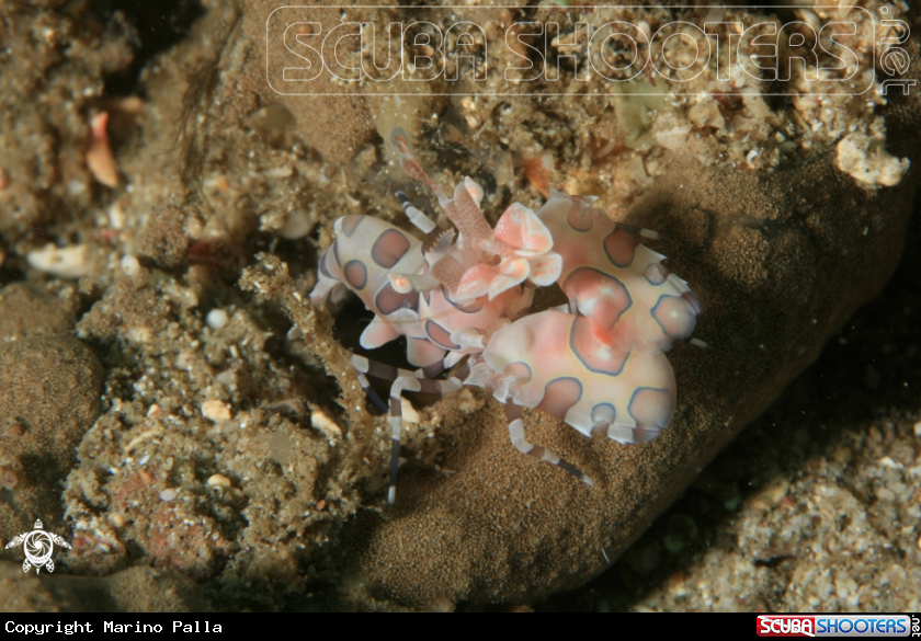 A Harlequin Shrimp