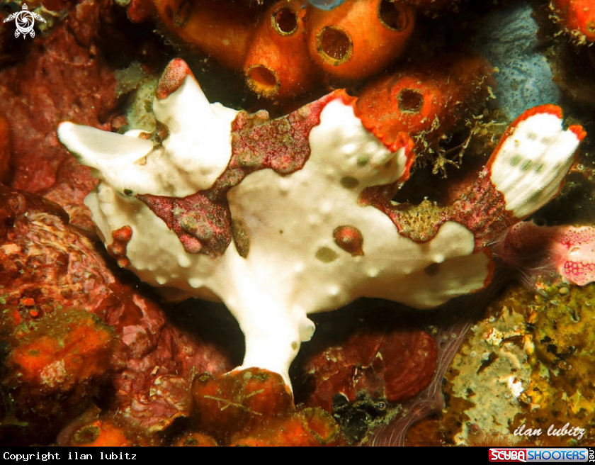 A frogfish
