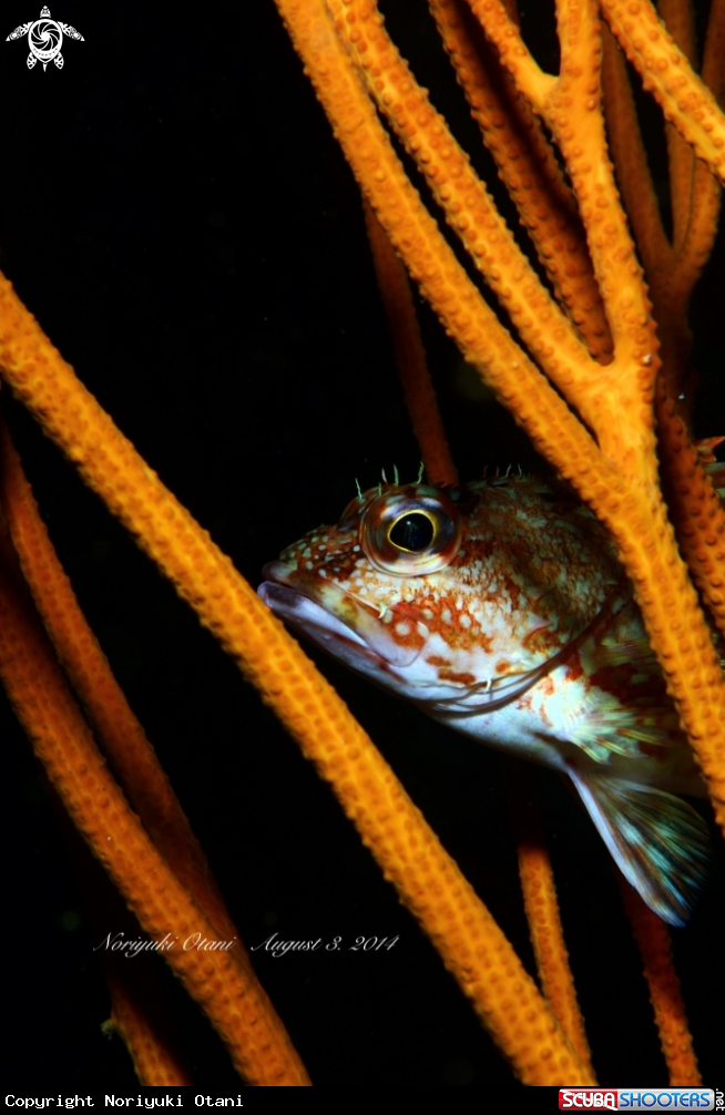 A Scorpionfish