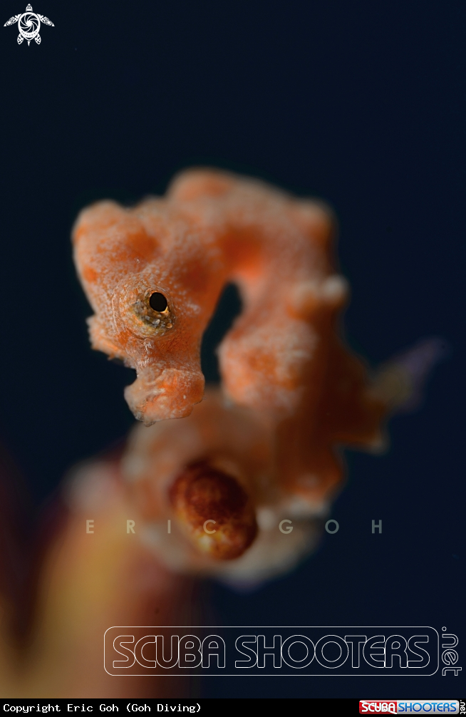 A Denise's Pygmy Seahorse