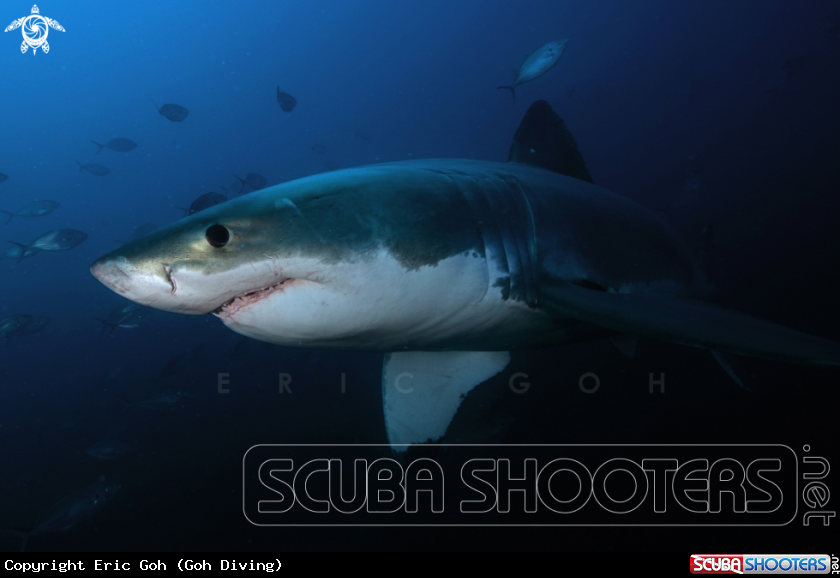 A Great White Shark
