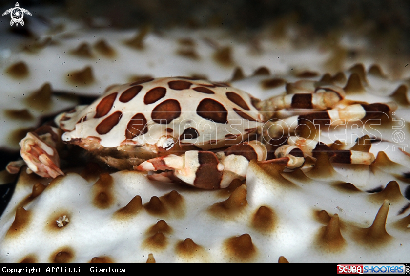 A crab