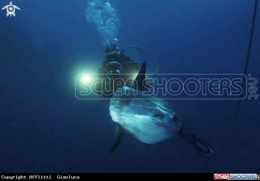 A mola mola