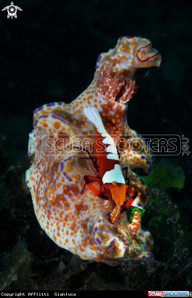 A priclimenes end ceratosoma