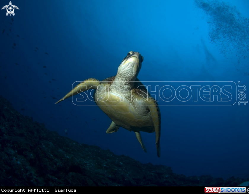 A turtle