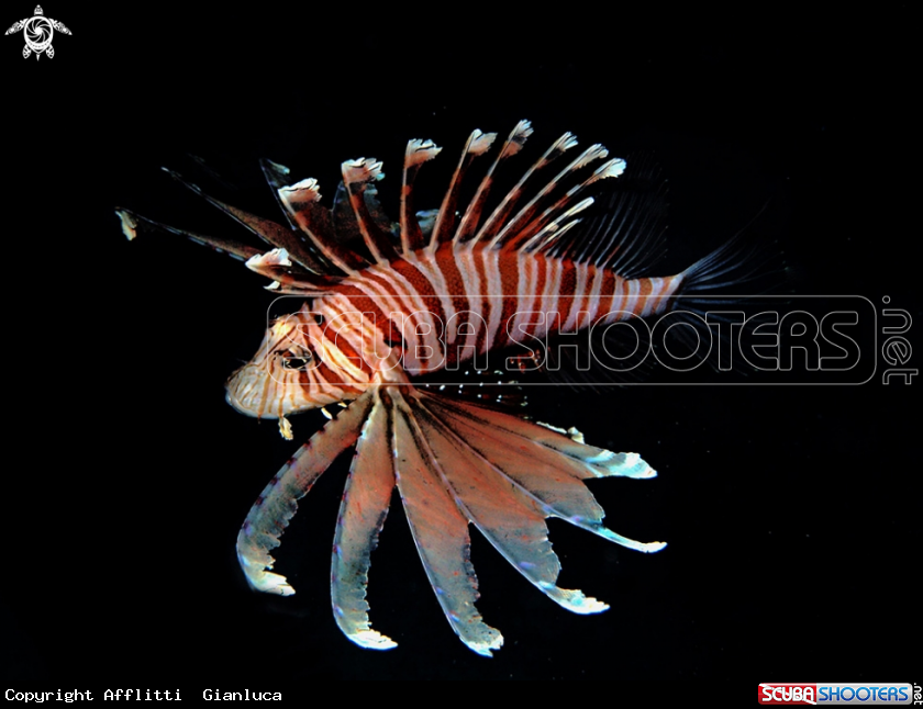 A lion fish