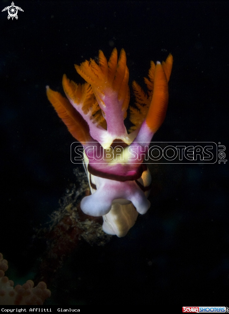 A nudibranch