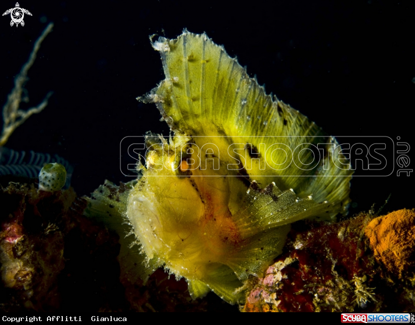 A leaf fish