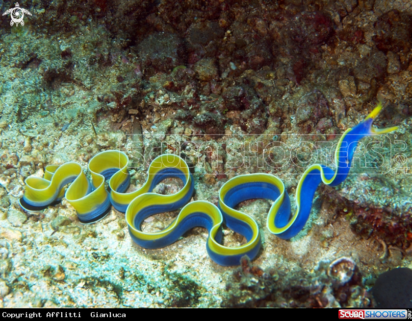 A ble ribbon eel