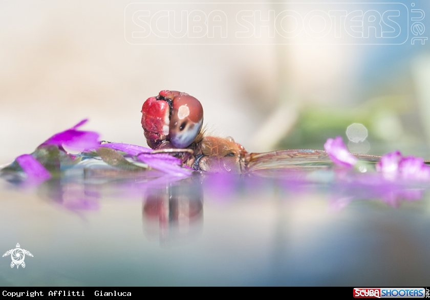 A on the water