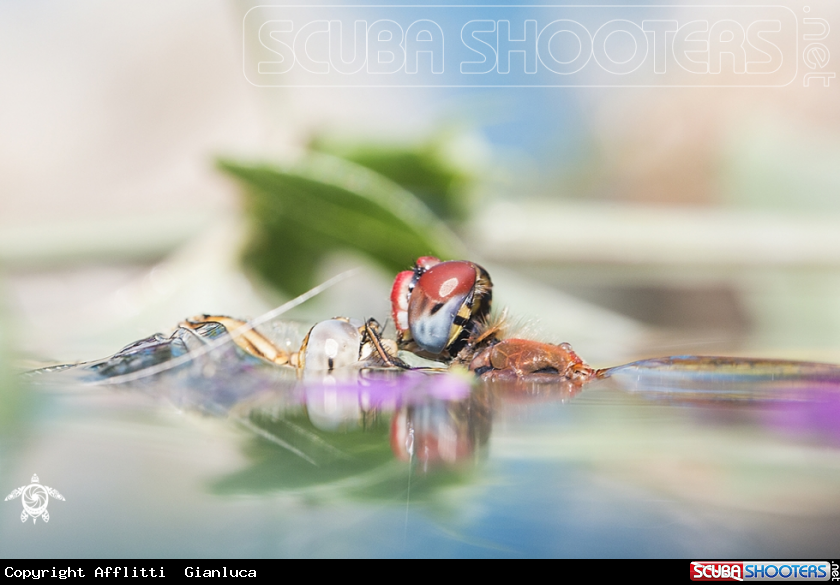 A on the water
